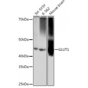 Western blot analysis of extracts of various cell lines, using SLC2A1 antibody (abx125396).