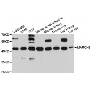 Western blot analysis of extracts of various cell lines, using MARCH9 antibody (abx125464) at 1/1000 dilution.