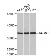 Western blot analysis of extracts of various cell lines, using A4GNT antibody (abx125472) at 1/1000 dilution.