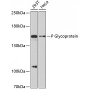 Western blot analysis of extracts of various cell lines, using P Glycoprotein/ABCB1 antibody (abx125475) at 1/3000 dilution.