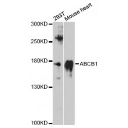 Western blot analysis of extracts of various cell lines, using ABCB1 antibody (abx125476) at 1/3000 dilution.