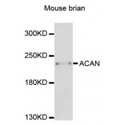 Western blot analysis of extracts of mouse brain, using ACAN antibody (abx125483) at 1/1000 dilution.