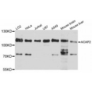 Western blot analysis of extracts of various cell lines, using ACAP2 antibody (abx125484) at 1/1000 dilution.