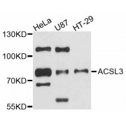 Western blot analysis of extracts of various cell lines, using ACSL3 antibody (abx125487) at 1:3000 dilution.
