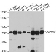 Western blot analysis of extracts of various cell lines, using ADAM19 antibody (abx125490) at 1:3000 dilution.