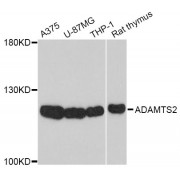 Western blot analysis of extracts of various cell lines, using ADAMTS2 Antibody (abx125492) at 1/1000 dilution.