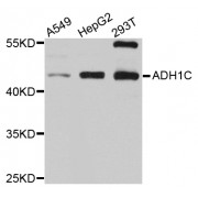 Western blot analysis of extracts of various cell lines, using ADH1C antibody (abx125496) at 1/1000 dilution.