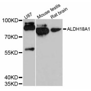 Western blot analysis of extracts of various cell lines, using ALDH18A1 antibody (abx125513) at 1:3000 dilution.