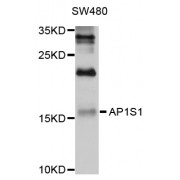 Western blot analysis of extracts of SW480 cells, using AP1S1 antibody (abx125521) at 1/1000 dilution.