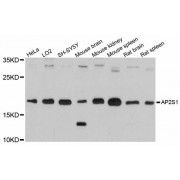 Western blot analysis of extracts of various cell lines, using AP2S1 antibody (abx125522) at 1:3000 dilution.