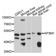Western blot analysis of extracts of various cell lines, using AP3M1 antibody (abx125523) at 1/1000 dilution.