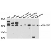 Western blot analysis of extracts of various cell lines, using APOBEC3D antibody (abx125525) at 1:3000 dilution.