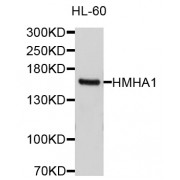Western blot analysis of extracts of HL-60 cells, using ARHGAP45 antibody (abx125534) at 1/1000 dilution.