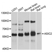 Western blot analysis of extracts of various cell lines, using ASIC2 antibody (abx125538) at 1/1000 dilution.