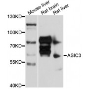 Western blot analysis of extracts of various cell lines, using ASIC3 antibody (abx125539) at 1/1000 dilution.