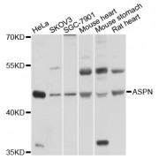 Western blot analysis of extracts of various cell lines, using ASPN antibody (abx125541) at 1/1000 dilution.