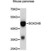 Western blot analysis of extracts of mouse pancreas, using BCKDHB antibody (abx125556) at 1/1000 dilution.