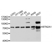 Western blot analysis of extracts of various cell lines, using BTN2A1 antibody (abx125581) at 1/1000 dilution.