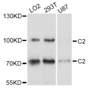 Western blot analysis of extracts of various cell lines, using C2 Antibody (abx125586) at 1/1000 dilution.