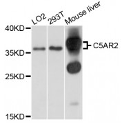 Western blot analysis of extracts of various cell lines, using C5AR2 antibody (abx125587) at 1/1000 dilution.