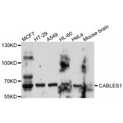 Western blot analysis of extracts of various cell lines, using CABLES1 antibody (abx125589) at 1/1000 dilution.