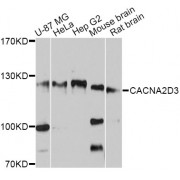 Western blot analysis of extracts of various cell lines, using CACNA2D3 antibody (abx125592) at 1:3000 dilution.