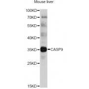 Western blot analysis of extracts of mouse liver, using CASP9 antibody (abx125612) at 1/1000 dilution.