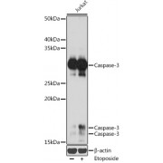 Western blot analysis of extracts of Jurkat cells, using CASP3 antibody (abx125617) at dilution of 1/1000.