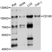 Western blot analysis of extracts of various cell lines, using CD180 antibody (abx125630) at 1/1000 dilution.