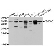 Western blot analysis of extracts of various cell lines, using CD300C antibody (abx125634) at 1/1000 dilution.