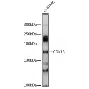 Western blot analysis of U-87MG cells, using CDK13 antibody (abx125655) at 1/1000 dilution.
