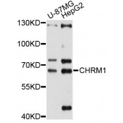 Western blot analysis of extracts of various cell lines, using CHRM1 antibody (abx125674) at 1/1000 dilution.