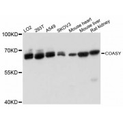 Western blot analysis of extracts of various cell lines, using COASY antibody (abx125692) at 1:3000 dilution.