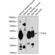 Western blot analysis of extracts of various cell lines, using COLQ antibody (abx125700) at 1/1000 dilution.