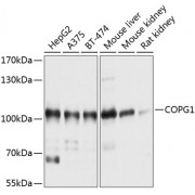 Western blot analysis of extracts of various cell lines, using COPG1 antibody (abx125702) at 1/1000 dilution.