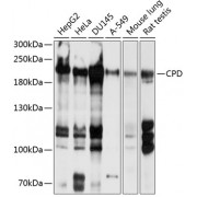 Western blot analysis of extracts of various cell lines, using CPD antibody (1/1000 dilution).