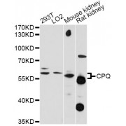 Western blot analysis of extracts of various cell lines, using CPQ antibody (abx125710) at 1/1000 dilution.