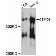 Western blot analysis of extracts of various cell lines, using CSMD3 antibody (abx125723) at 1:3000 dilution.