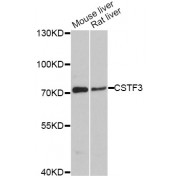 Western blot analysis of extracts of various cell lines, using CSTF3 antibody (abx125725) at 1:3000 dilution.
