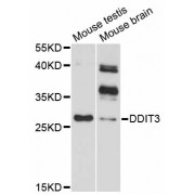 Western blot analysis of extracts of various cell lines, using DDIT3 antibody (abx125748) at 1/1000 dilution.