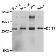 Western blot analysis of extracts of various cell lines, using DDIT3 antibody (abx125750) at 1/1000 dilution.