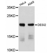 Western blot analysis of extracts of various cell lines, using DESI2 antibody (abx125757) at 1/1000 dilution.