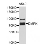 Western blot analysis of extracts of A-549 cells, using DMPK antibody (abx125763) at 1/1000 dilution.
