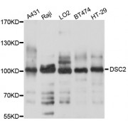 Western blot analysis of extracts of various cell lines, using DSC2 antibody (abx125785) at 1/1000 dilution.