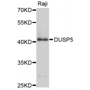 Western blot analysis of extracts of Raji cells, using DUSP5 antibody (abx125793) at 1/1000 dilution.