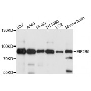 Western blot analysis of extracts of various cell lines, using EIF2B5 antibody (abx125806) at 1/1000 dilution.