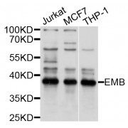 Western blot analysis of extracts of various cell lines, using EMB antibody (abx125809) at 1/1000 dilution.