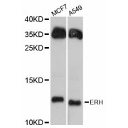 Western blot analysis of extracts of various cell lines, using ERH antibody (abx125823) at 1:3000 dilution.