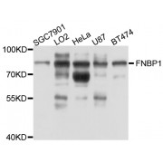 Western blot analysis of extracts of various cell lines, using FNBP1 antibody (abx125849) at 1/1000 dilution.