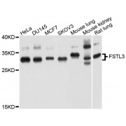 Western blot analysis of extracts of various cell lines, using FSTL3 antibody (abx125854) at 1/1000 dilution.